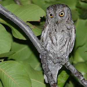 Eurasian Scops-Owl